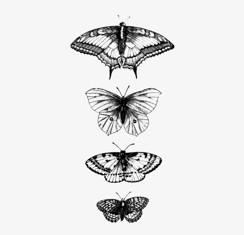 Tattly Butterflies Tattoo - Tattoo, transparent png #8049205
