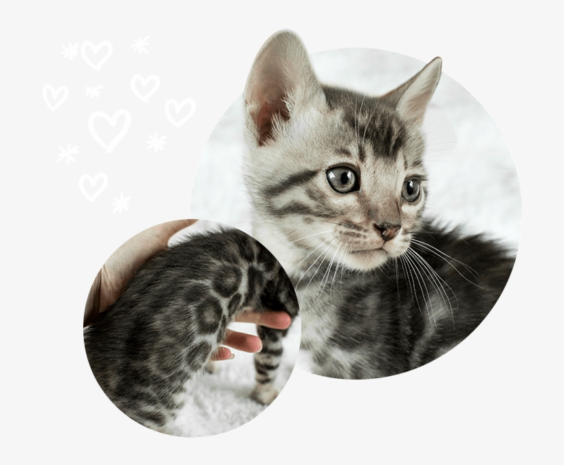 Cats Kittens For Sale Wild Sweet Bengals - Kitten, transparent png #8049646