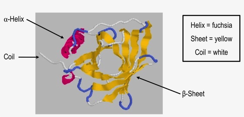 Secondary Structures In Retinol Binding Protein, Showing - Protein Structure Random Coil, transparent png #8051630