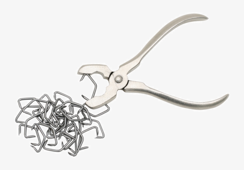 Previous - Next - Nipper, transparent png #8056247