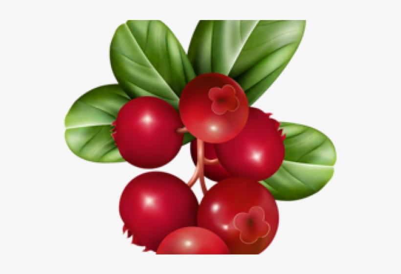 Cranberry Relish Clipart Holly Berry - Transparent Cranberries Clip Art, transparent png #8057716