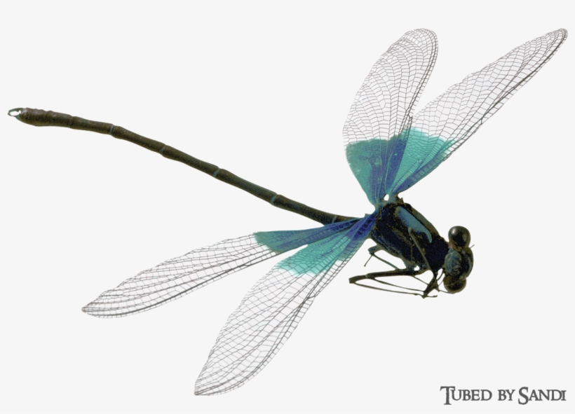 Dragonflies19 - Png Damselfly, transparent png #8060737
