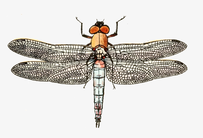 Dragonflies From - Net-winged Insects, transparent png #8061583