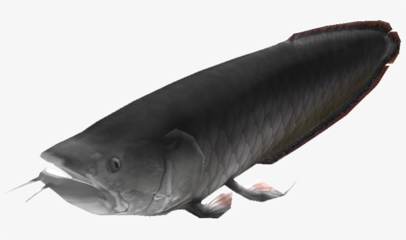 Catfish, transparent png #8062800