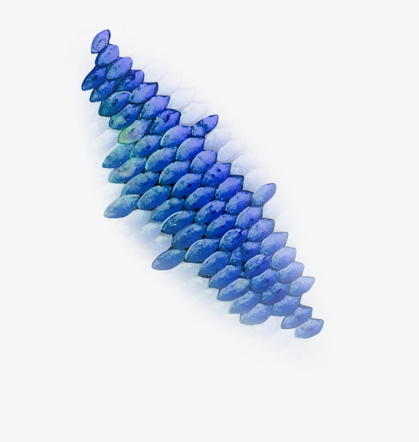 Must Follow N Share - Balloon, transparent png #8063445