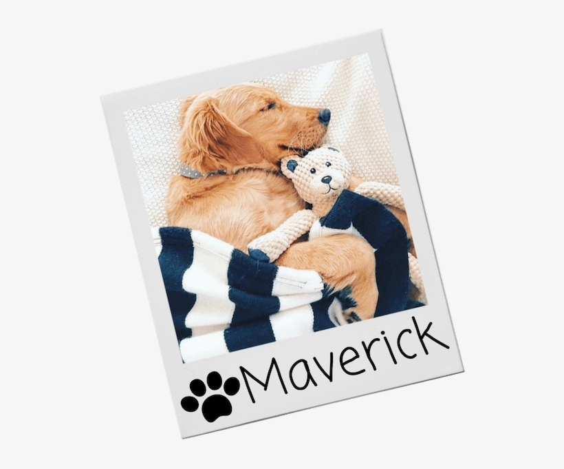 Soft Dog Toys - Golden Retriever, transparent png #8064106