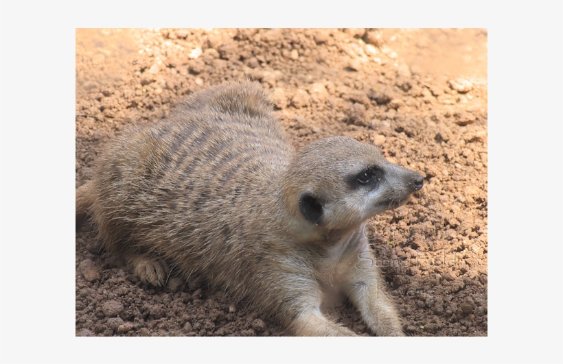 Houston Zoo Meerkat - Meerkat, transparent png #8065398