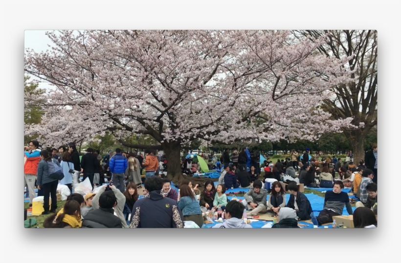 Kiba Koen, Tokyo, April - Cherry Blossom, transparent png #8065784