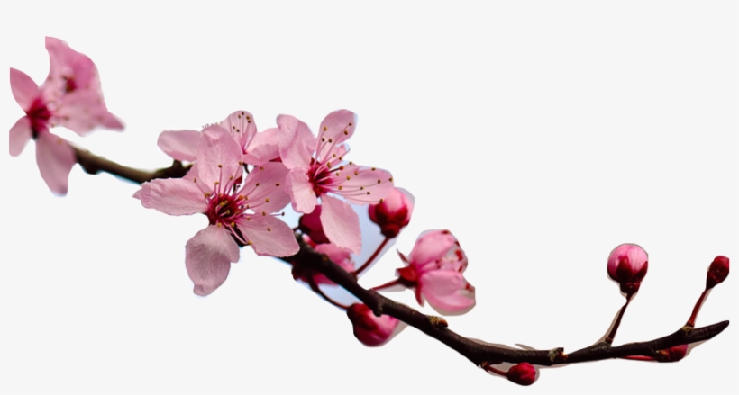I Like Gritty Films That Have A Real What If This Happened - Cherryville Cherry Blossom Festival 2018, transparent png #8065978