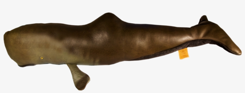 Elephant Seals, transparent png #8066197