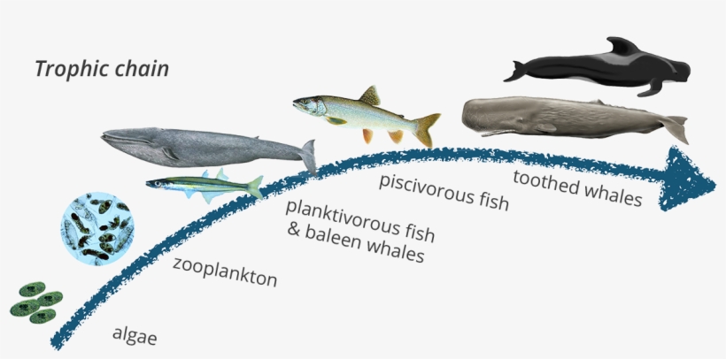 Sperm Whale Food Chain, transparent png #8066240