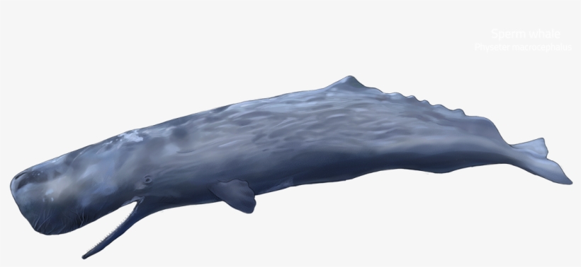 Drag This Box To See The Whale's Anatomy - Grey Whale, transparent png #8066357