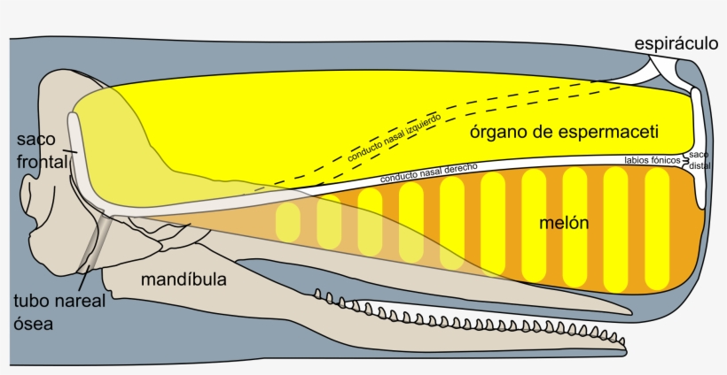 Open - Spermwhale Head, transparent png #8066572