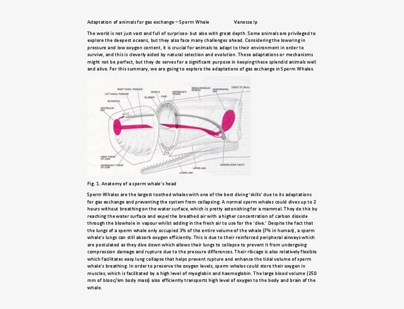 Docx - Document, transparent png #8066634