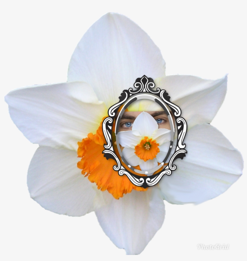 Sindicalismo Narciso Miró El Espejo Día Tras Día - Artificial Flower, transparent png #8066822