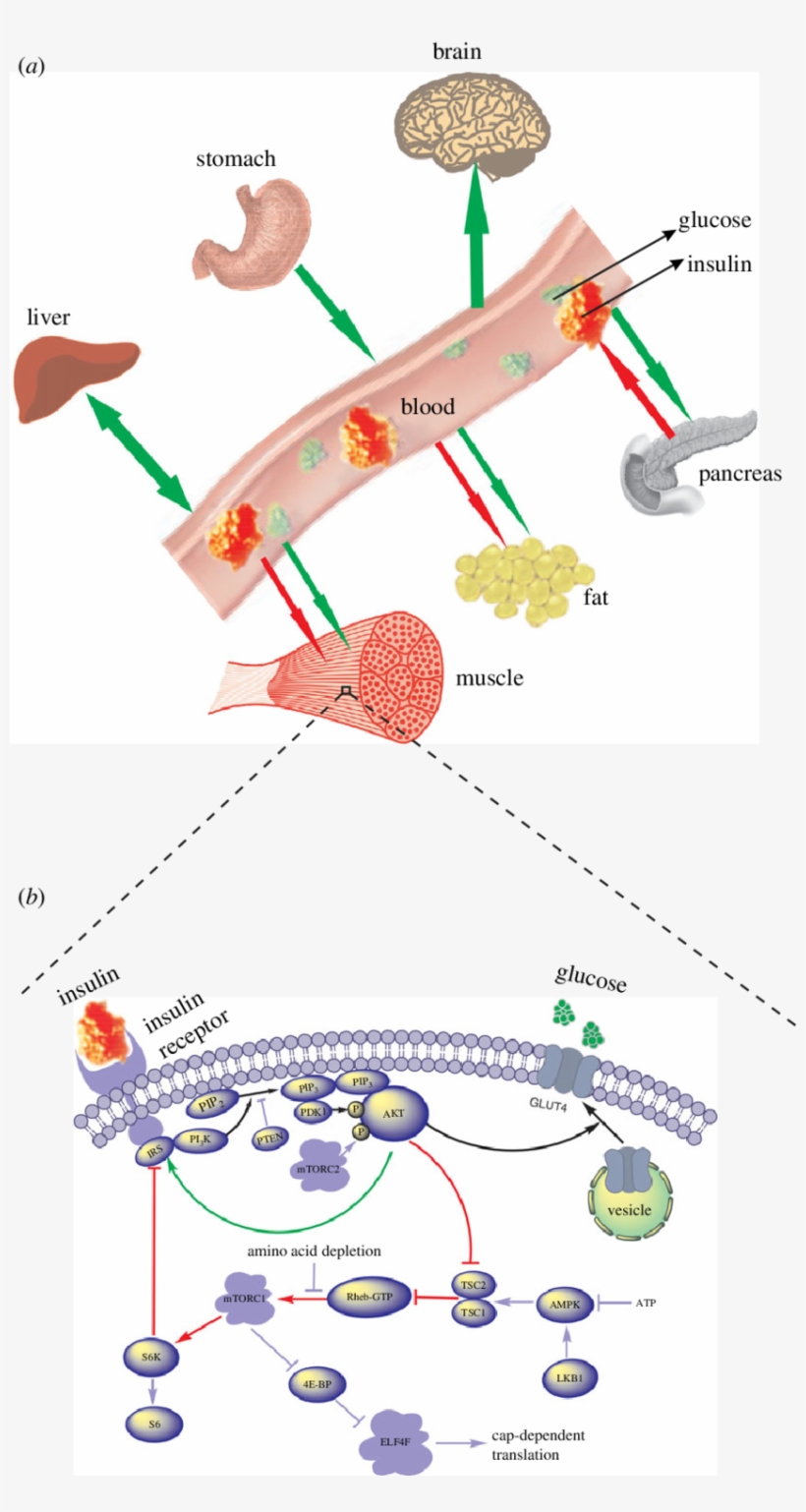 A Global Picture Of Glucose Insulin Dynamics - Diagram, transparent png #8068611
