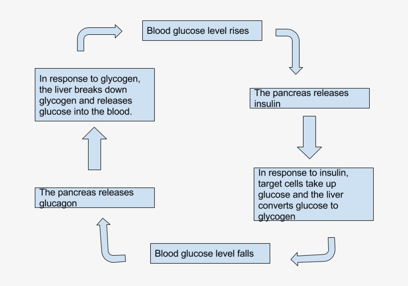 Controlling Blood Sugar Levels - Diagram, transparent png #8069621