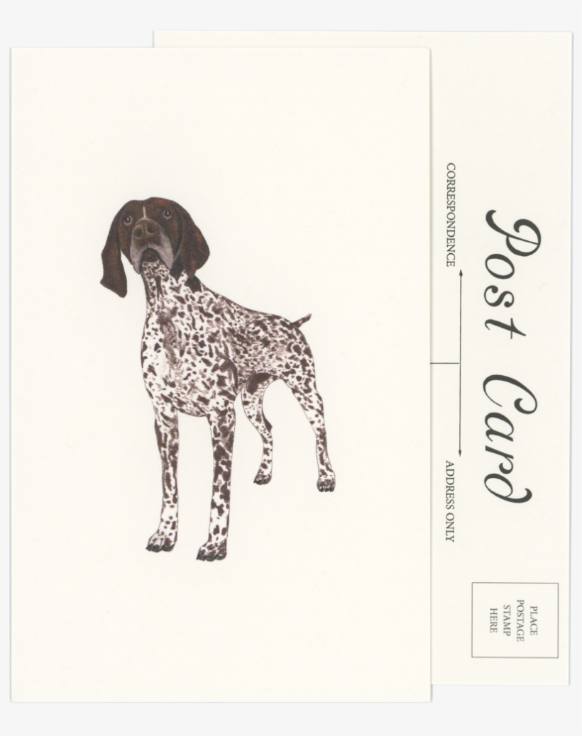 German Shorthaired Pointer Postcard, transparent png #8070688