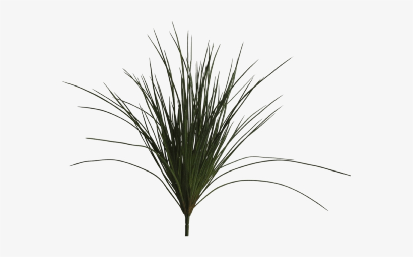 Faux Wild Grass - Sweet Grass, transparent png #8070986