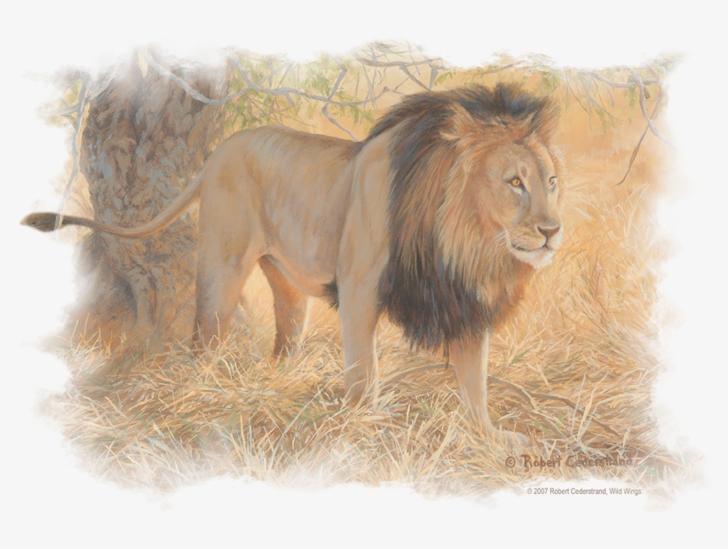Wildlife Shumba In The Grass Men's Regular Fit T-shirt - Lion Original, transparent png #8071405