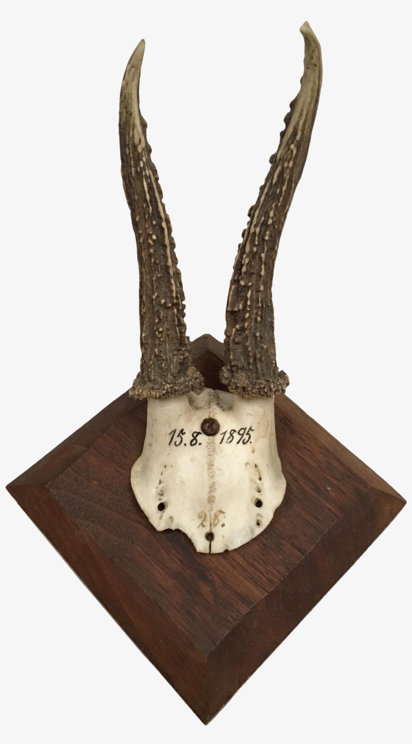 German Roe Deer Antlers With Partial Skull - Deer, transparent png #8072111