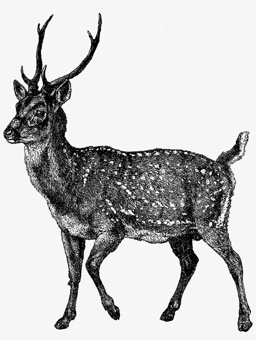 Digital Deer Clip Art - Elk, transparent png #8072211