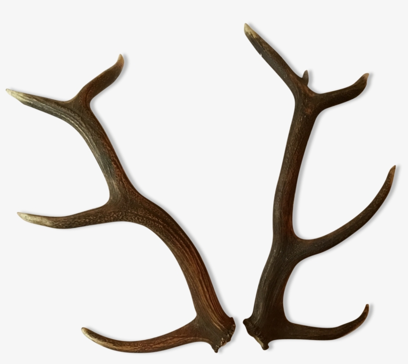 Deer, transparent png #8072623