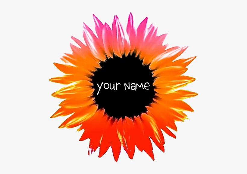 Pink-orange Flower Banner - Black-eyed Susan, transparent png #8072926