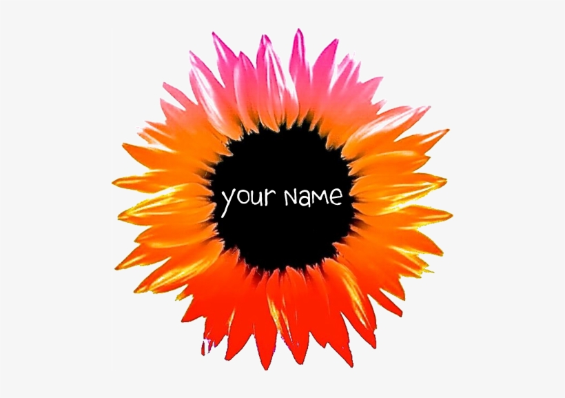 Pink-orange Flower Banner - Black-eyed Susan, transparent png #8072926