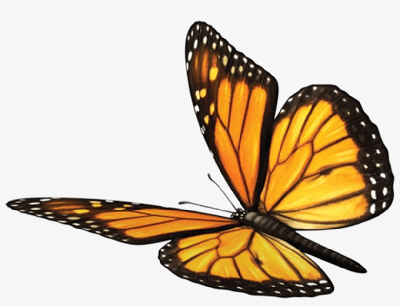 Butterfly Fawn Mind Soul Spirituality Monarch Sundara - Monarch Butterfly, transparent png #8074009