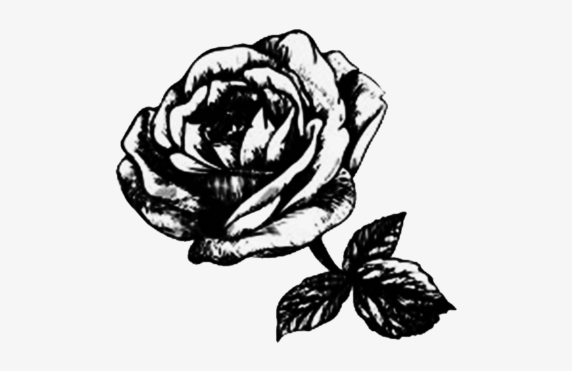 Rosalie Garlow - Garden Roses, transparent png #8074402