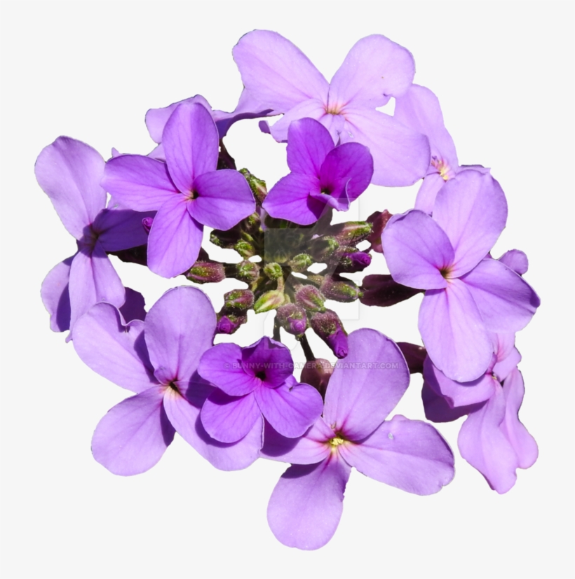 Purple Flowers Png - Moth Orchid, transparent png #8074714