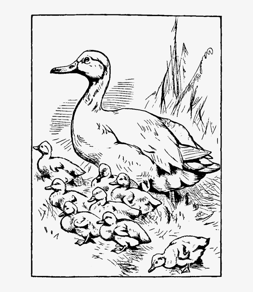 640 X 866 9 - Make Way For Ducklings Mother, transparent png #8075185