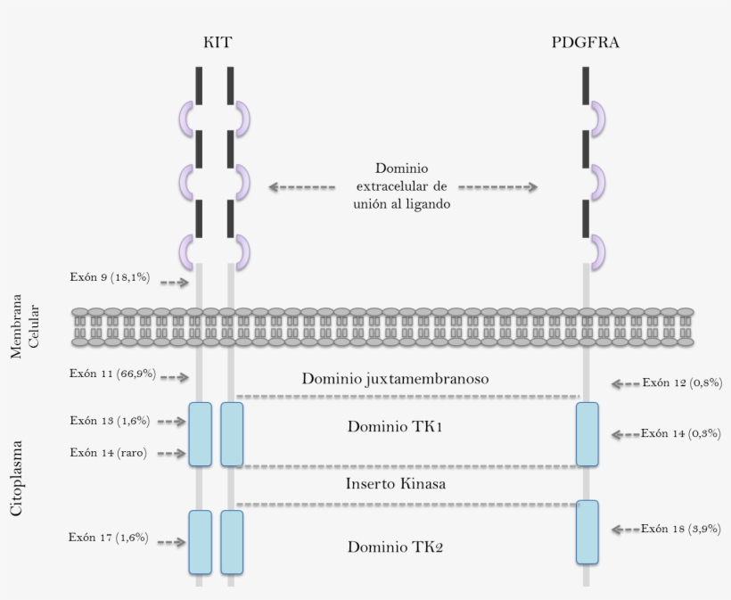 Ubicación Y Frecuencia De Mutaciones De Los Genes Kit - Diagram, transparent png #8079041