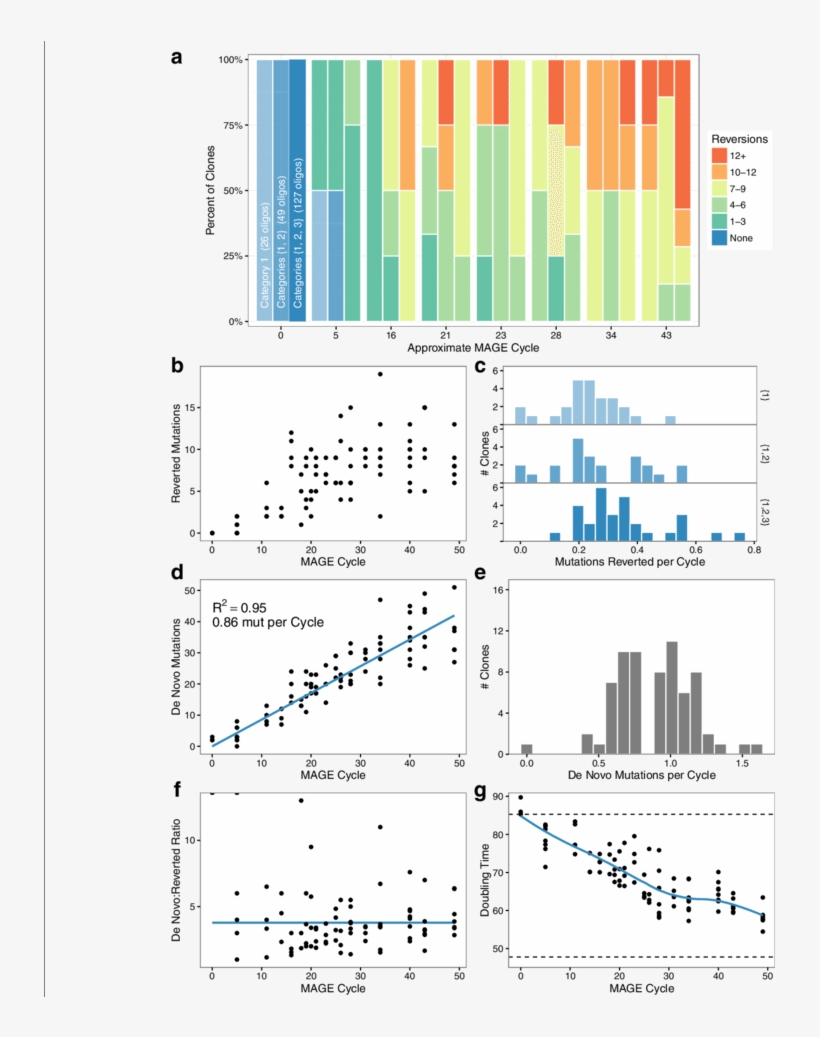 Mutation Dynamics Over Many Cycles Of Mage Allele Reversion - Graphic Design, transparent png #8080388