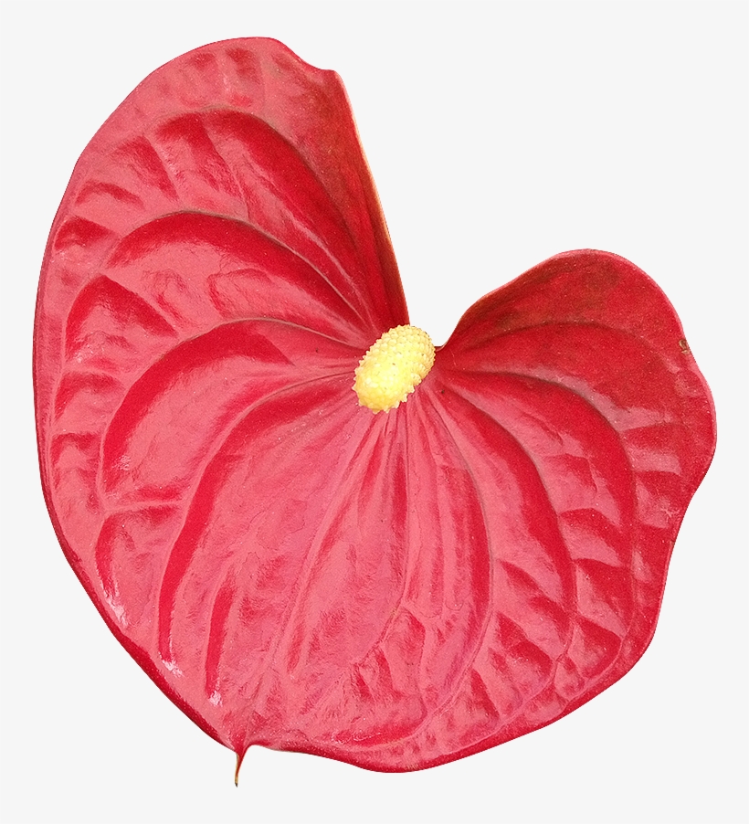 2018 03 27 - Anthurium Fond Transparent, transparent png #8080763