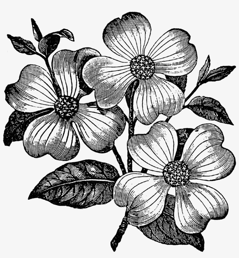 Dogwood Flower Clip Art, transparent png #8081391