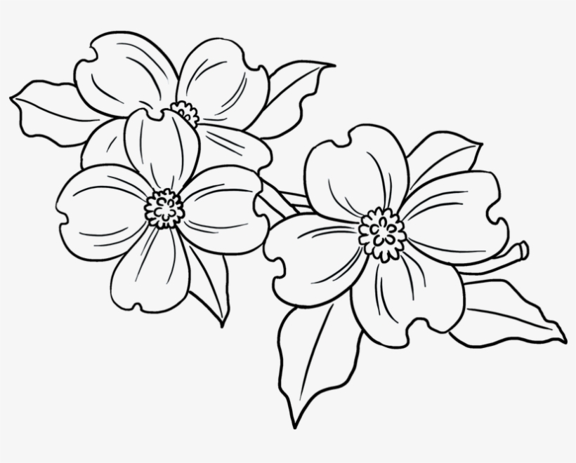 Easy Drawing Guides - Sunflower, transparent png #8081677