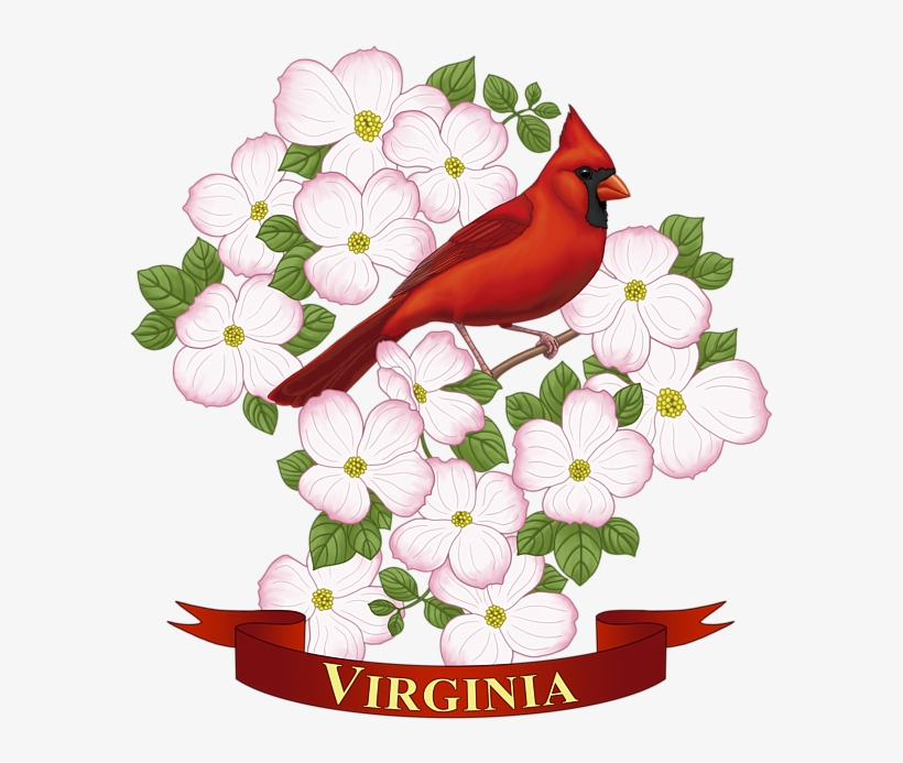 Bleed Area May Not Be Visible - Virginia State Bird Drawing, transparent png #8081786
