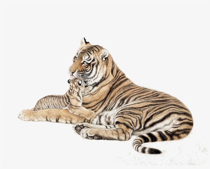 Discover Ideas About Tigers, transparent png #8081927