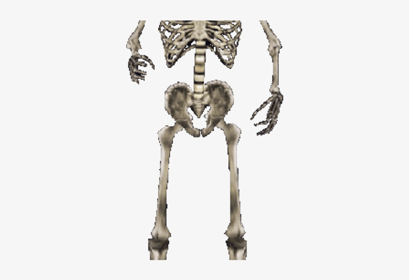 Skeleton Png Transparent Images - Skeleton, transparent png #8082328