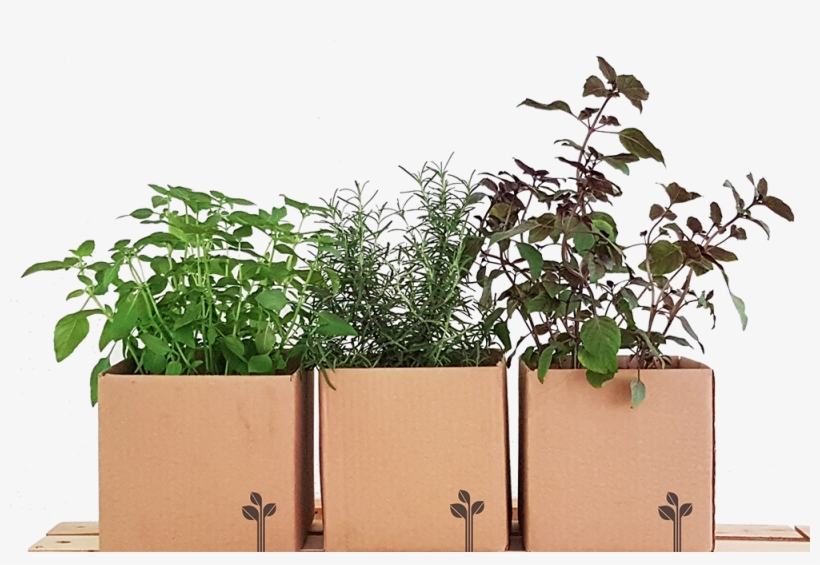 Vaso De Planta Png, transparent png #8083031