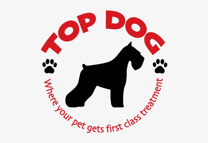Top Dog - Standard Schnauzer, transparent png #8083911