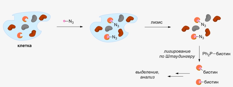 Activity-based Protein Profiling - Circle, transparent png #8083912