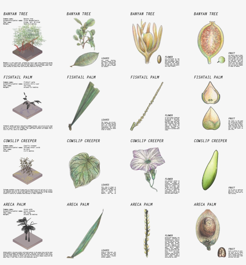 Botanical Drawing - Herbaceous Plant, transparent png #8086714