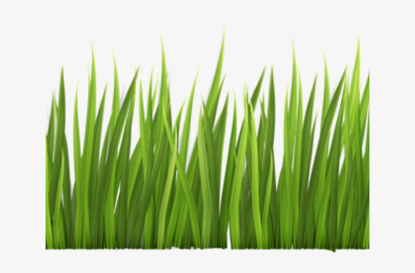 Sweet Grass, transparent png #8088824