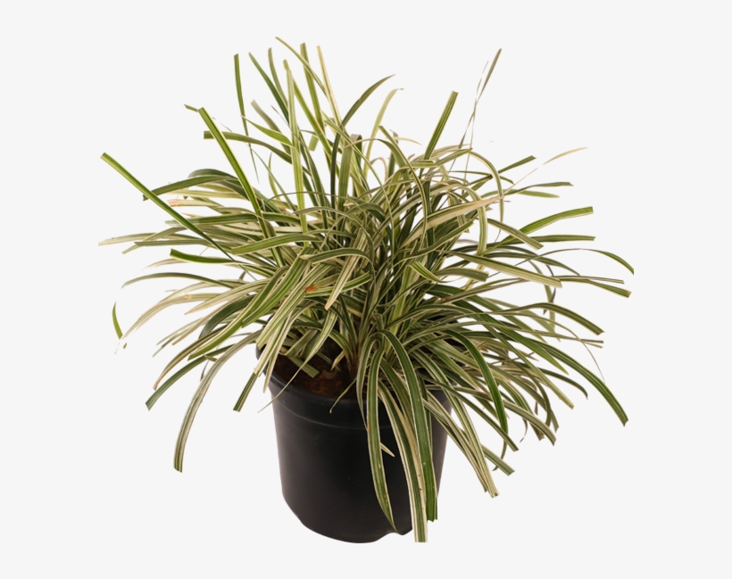 Ground Coverarge Plants - Houseplant, transparent png #8089250