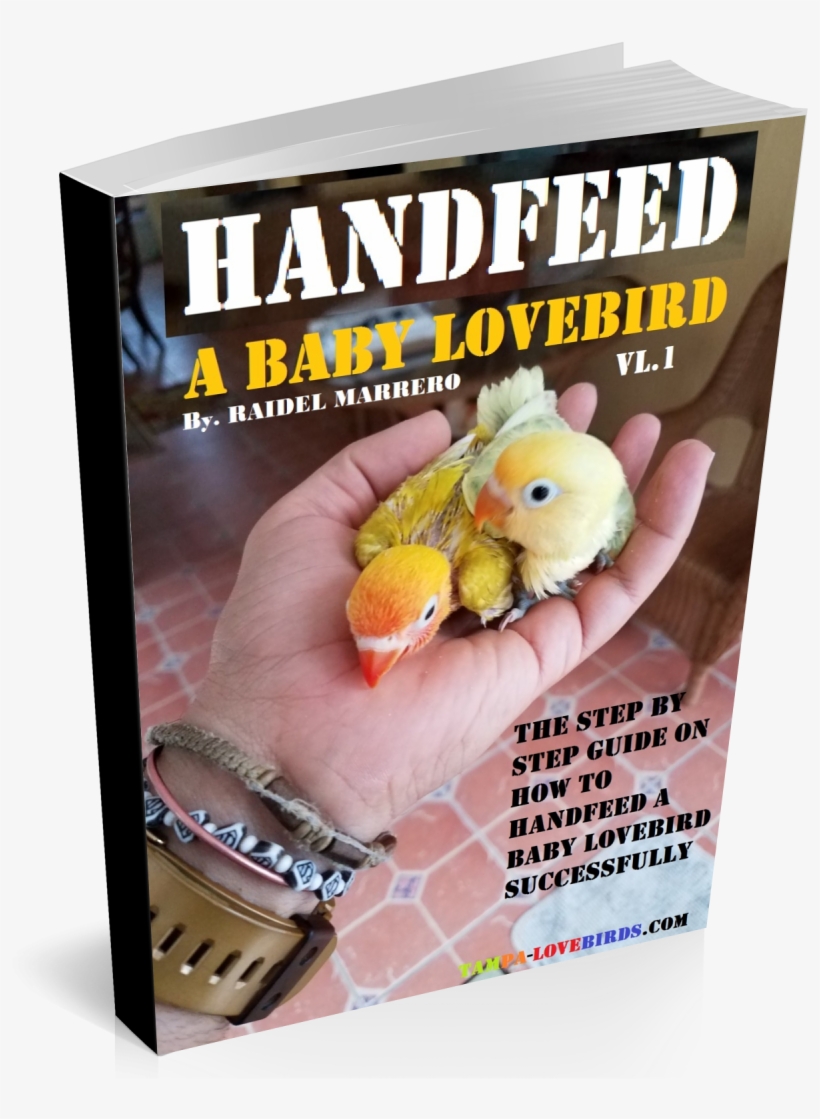 I Have A Peachy Face Lovebird And I Don't Want To Get - Turkey, transparent png #8089474