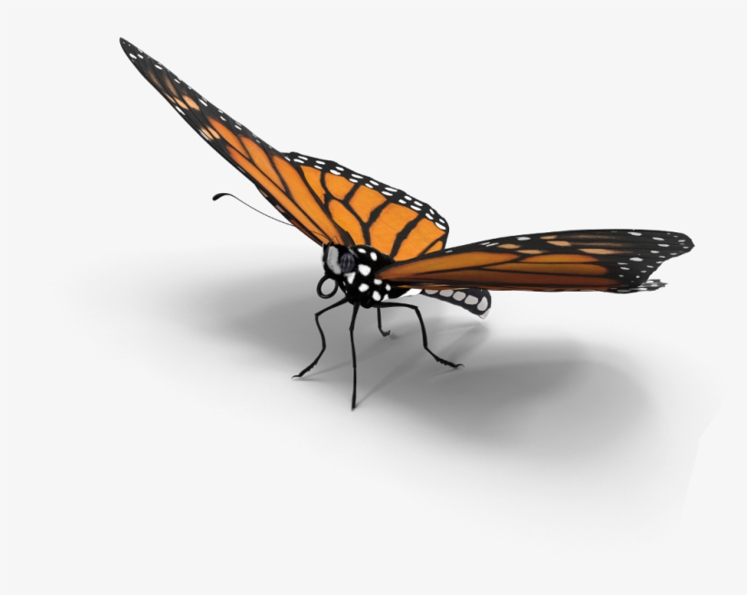 Butterfly Sticker - Monarch Butterfly, transparent png #8091425
