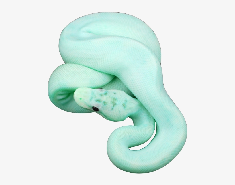 Jesus I Hope Mint Green Snakes Are A Real Thing - Mint Colored Snake, transparent png #8091950